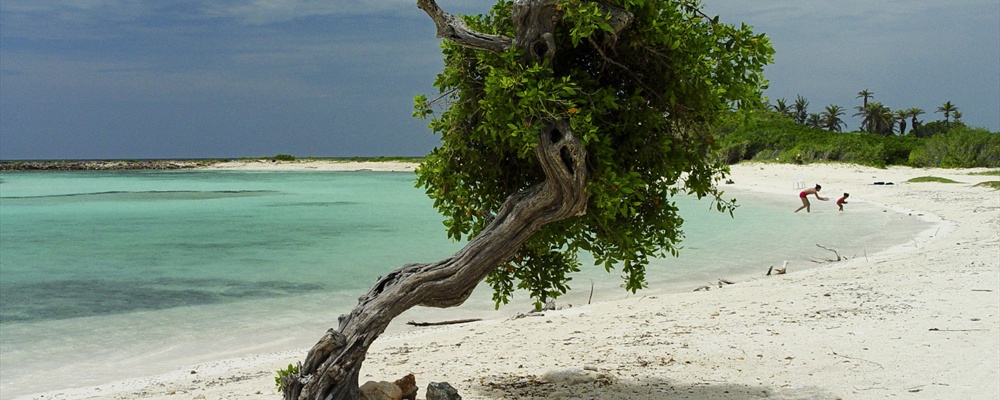 Divi Tree on Baby Beach Aruba